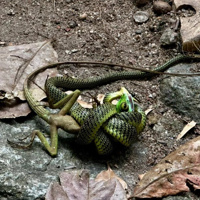 Earlier this month, our Environment and Sustainability apprentices explored the intricate systems of the Penang Botanical Garden in Malaysia. After highlighting the quiet strength of the trees and flowers yesterday, today we are spotlighting the winners who captured the movement, action, and human vision required to protect these spaces.
Meet the winners in the categories of Animals and People:
Slide 1 🐍 Category: Animals | Winner: Vorn Vannleaksmey (@norils07) Vorn titled this striking photo "Anything for survival." She captured the elusive Paradise Tree Snake, a Southeast Asian reptile known for gliding along the jungle canopy. 
Slide 4 🌍 Category: People | Winner: Penda Solange Bawa (@pendasolangebawa) Penda captured the heart of the Tilting Futures mission. Her photo of the team on-site came with a powerful reflection on global action.
Congratulations to Vorn and Penda for reminding us that sustainability requires both a sharp eye on the wild and a shared commitment to the future.
Note: The August term deadline is April 10. The best time to prepare is now. Apply through the link our in bio!
PS. We're joining @projectdandelion in making women's leadership visible! #PintheDandelion
#TiltingFutures #TakeActionLab #Malaysia #Penang #WildlifePhotography #PeopleOfImpact #Sustainability #StudentVoice #PhotographyContest #GlobalChangemakers #NatureIsTheClassroom