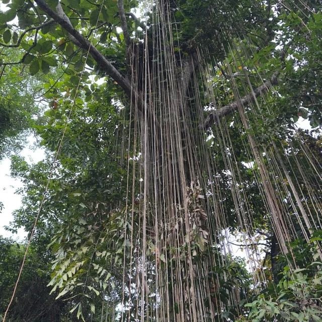 Earlier this month, our Take Action Lab apprentices in Malaysia traded the classroom for the Penang Botanical Garden, an initial exploration of the island’s natural richness, biodiversity, and environmental education spaces.
As part of their Environment and Sustainability track, we challenged them to capture the quiet strength of this "living laboratory." Today, we are spotlighting the winners of our Nature Photo Contest in the categories of Trees and Plants & Flowers.
Here is how our apprentices saw the world:
Slide 1 🌳 Category: Trees | Winner: Akuei Yuang (@akuei_yuang) Akuei captured the incredible complexity of the Strangler Fig, a native tree whose white aerial roots eventually turn into trunks, allowing it to "take over" other trees. In Malaysia, this striking species is vital to traditional medicine.
Slide 4 🌸 Category: Plants & Flowers | Winner: Chisom Chimezie. Chisom found adaptation and resilience in the Vanda Purple Orchid. Famously famous for growing without soil and absorbing moisture directly from the air.
Congratulations to Akuei and Chisom for seeing the deep stories rooted in Penang’s natural spaces. 🌀🪴
👉 Who will win in the Animals and People categories? Tune in tomorrow for part 2!
Note: The August term deadline is April 10. The best time to prepare is now. Apply through the link in bio!
#TiltingFutures #TakeActionLab #Malaysia #Penang #Biodiversity #EnvironmentalEducation #Sustainability #StudentVoice #PhotographyContest #NatureIsTheClassroom